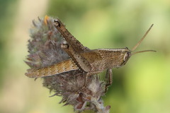 Schistocerca impleta