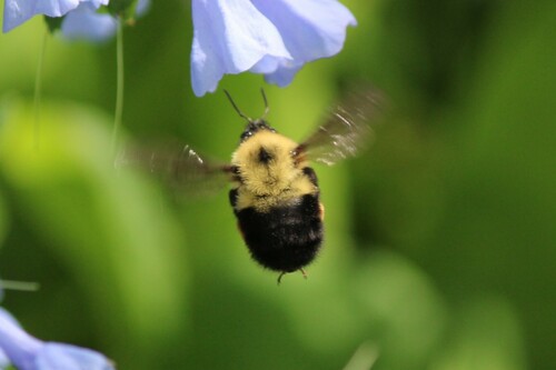 Two-spotted Bumble Bee, photo 6 of 10