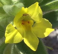Mohavea breviflora