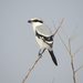 Chinese Grey Shrike - Photo (c) Yongchul Kim, some rights reserved (CC BY-NC), uploaded by Yongchul Kim