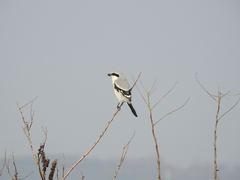 Lanius sphenocercus