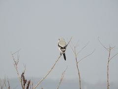 Lanius sphenocercus