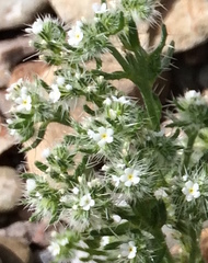 Cryptantha barbigera