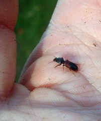 Clivina basalis