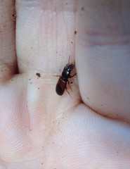 Clivina basalis