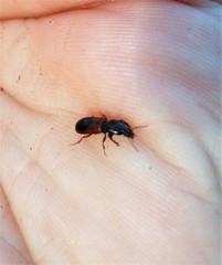 Clivina basalis
