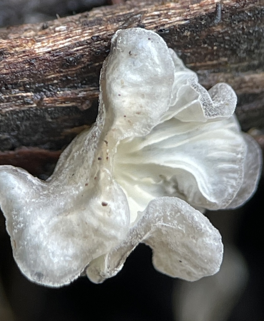 pinwheel family from Boundary Tk E, Frankston South, VIC, AU on May 15 ...