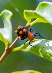 Micrathena glyptogonoides