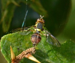 Bactrocera latifrons