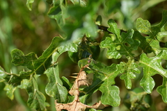 Bactrocera latifrons