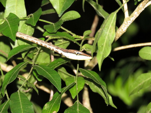 Gulf Coast Vine Snake