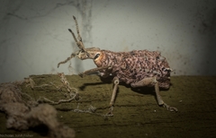 Leptopius setosus