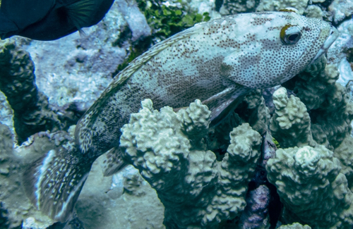 Banded-tail coral-cod (Cephalopholis urodeta) — Serranidae — 5