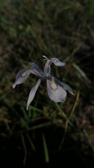 Moraea elliotii