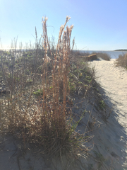 Andropogon longiberbis