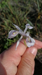 Moraea elliotii