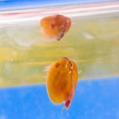 Cyzicus californicus
