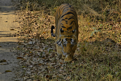 Panthera tigris tigris
