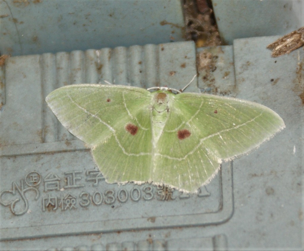 Nemoria pescadora