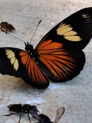 Castilia perilla