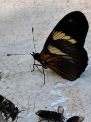 Castilia perilla