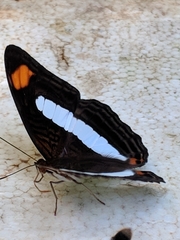Adelpha iphiclus iphiclus
