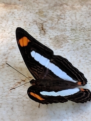 Adelpha iphiclus iphiclus