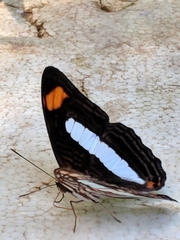 Adelpha iphiclus iphiclus