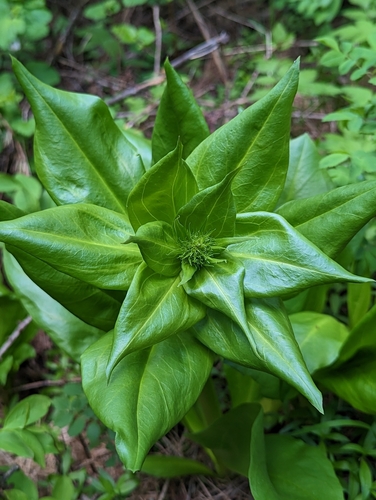 Image of Frasera fastigiata by (c) My-Lan Le, some rights reserved (CC BY)
