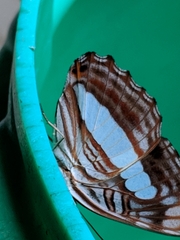 Adelpha iphiclus iphiclus