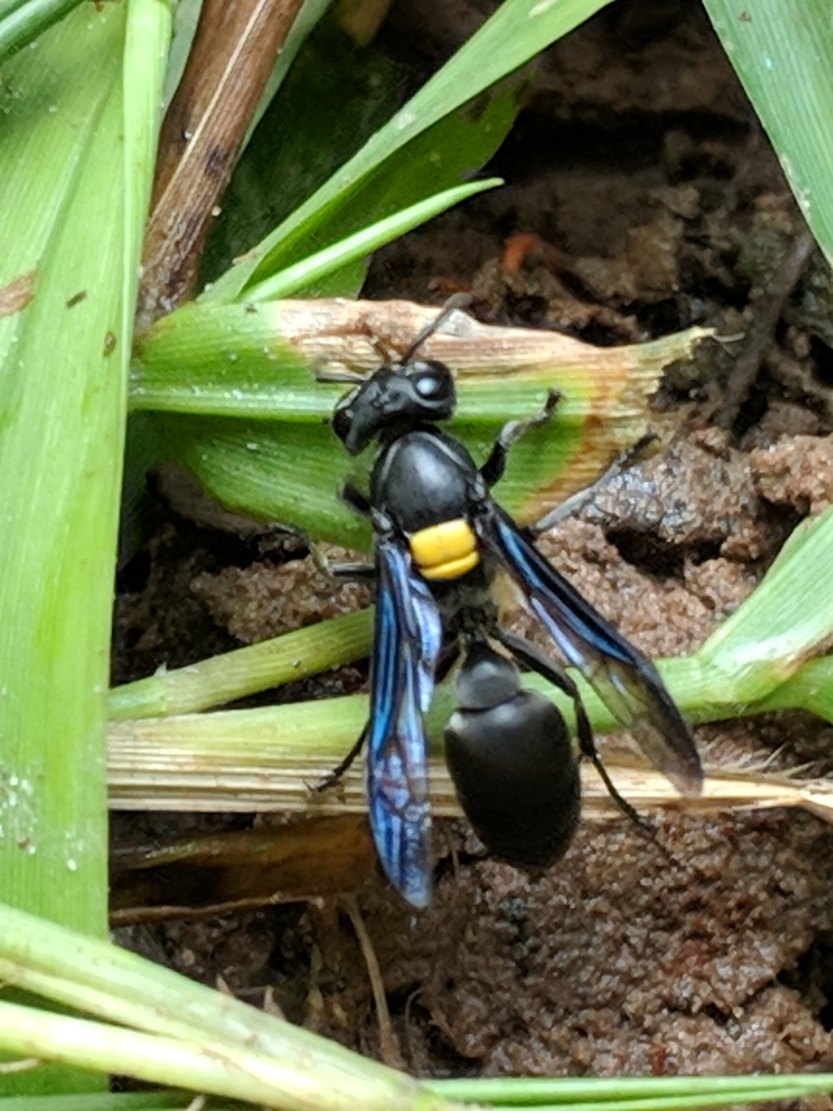 Apopolybia