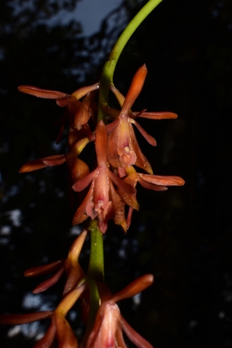 Epidendrum corallinum Hágsater 2