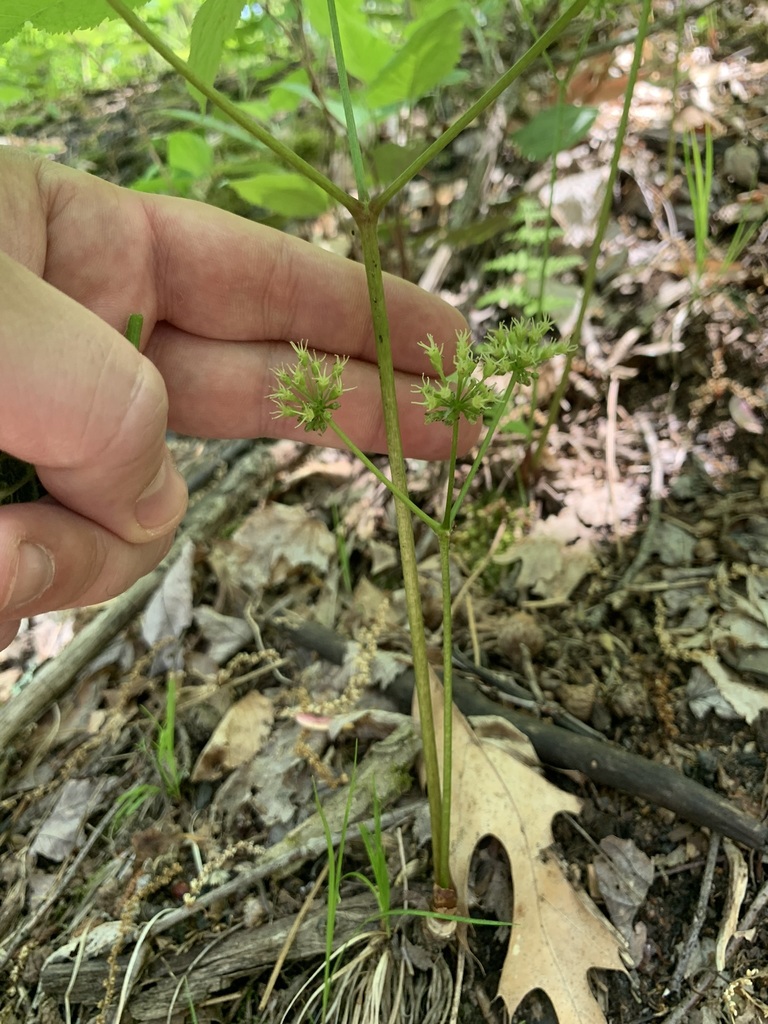 wild sarsaparilla from Montour, Pennsylvania, United States on May 14 ...