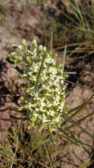 Xysmalobium involucratum