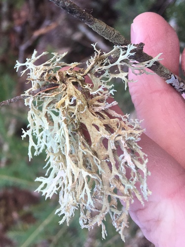 Sodinė briedragė nuotrauka