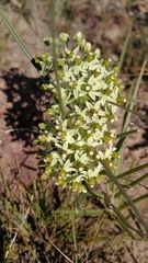 Xysmalobium involucratum