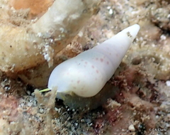 Melanella cumingii