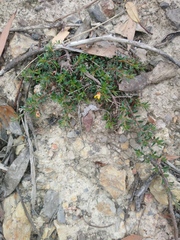 Pultenaea pedunculata