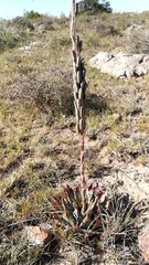 Aloe pratensis