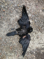 Corvus tasmanicus