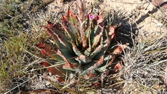 Aloe pratensis