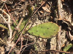 Opuntia macrarthra