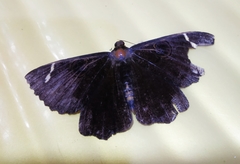 Erebus hieroglyphica