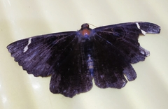 Erebus hieroglyphica