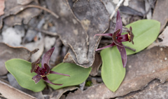 Chiloglottis triceratops