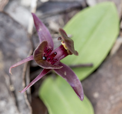 Chiloglottis triceratops