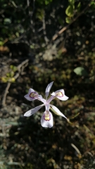 Moraea elliotii