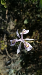 Moraea elliotii