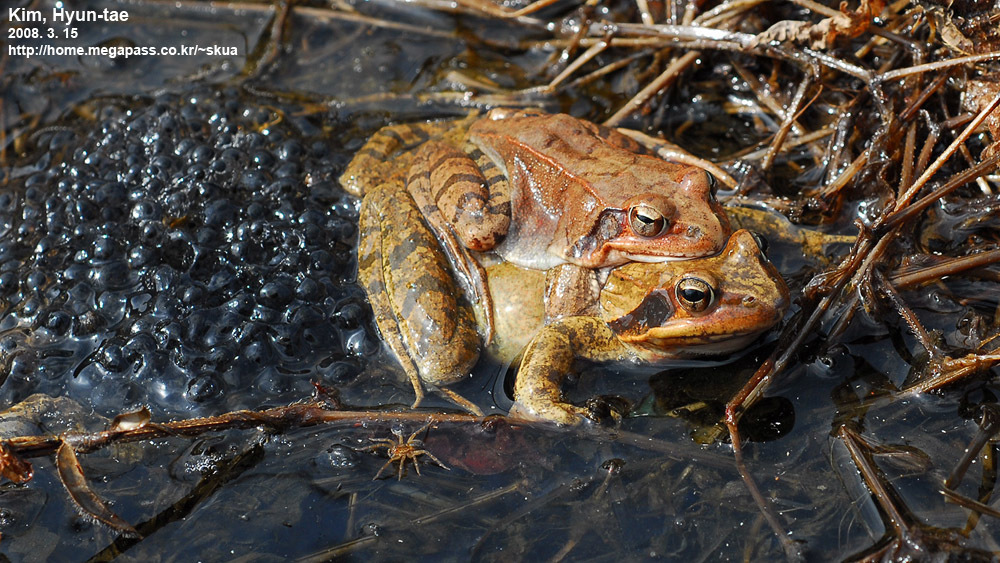Prevernal Brown Frog