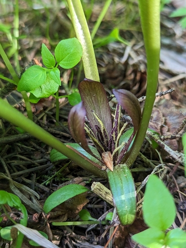 Image of Trillium petiolatum by (c) My-Lan Le, some rights reserved (CC BY)